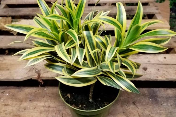 Dracaena déplié - Types de dracaena