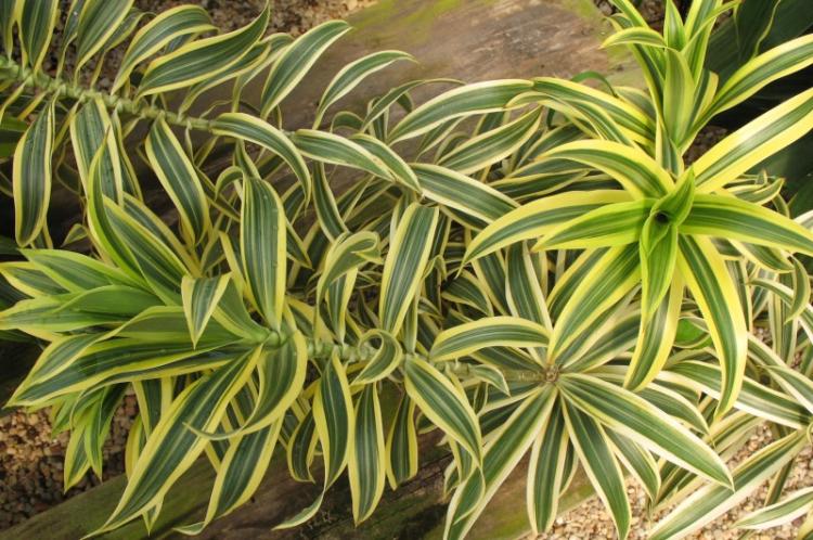 Dracaena déplié - Types de dracaena