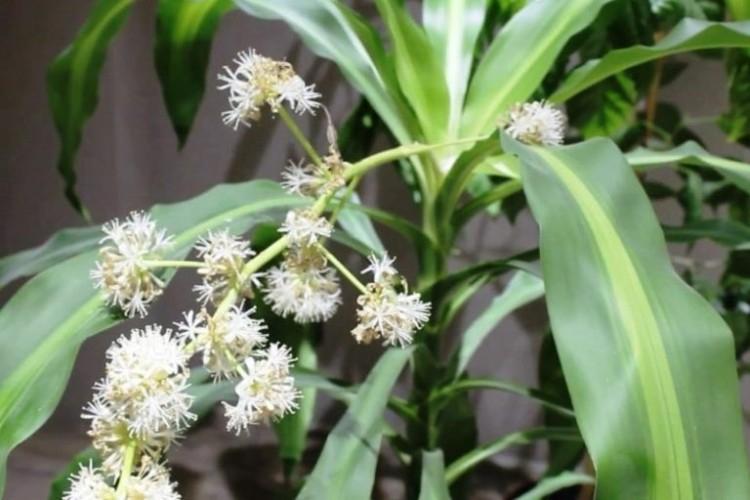 Dracaena parfumé - Types de dracaena