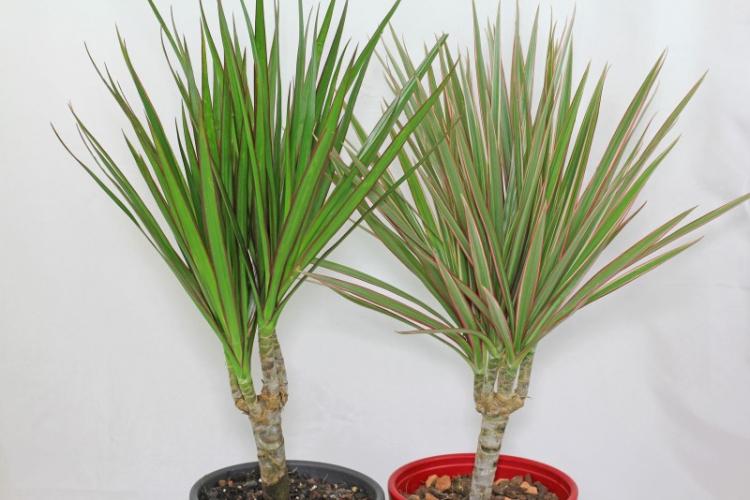Dracaena Marginata - Types de Dracaena