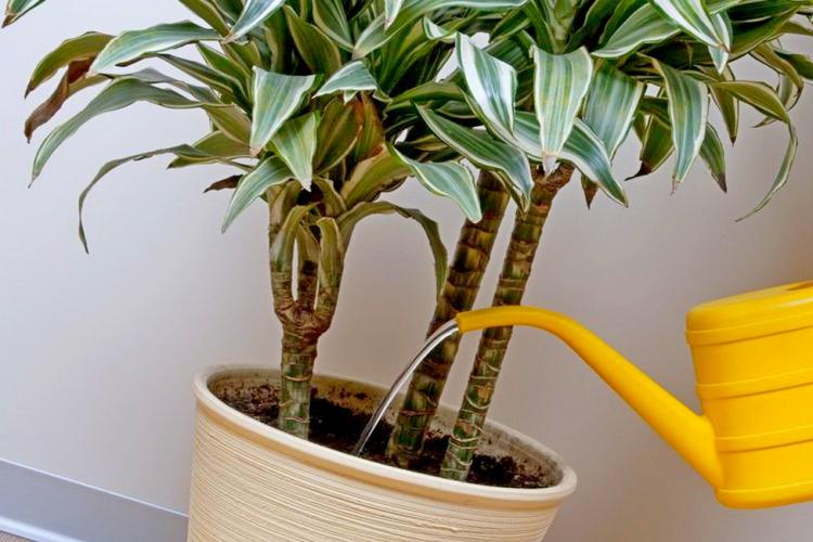 Arrosage - Dracaena Care