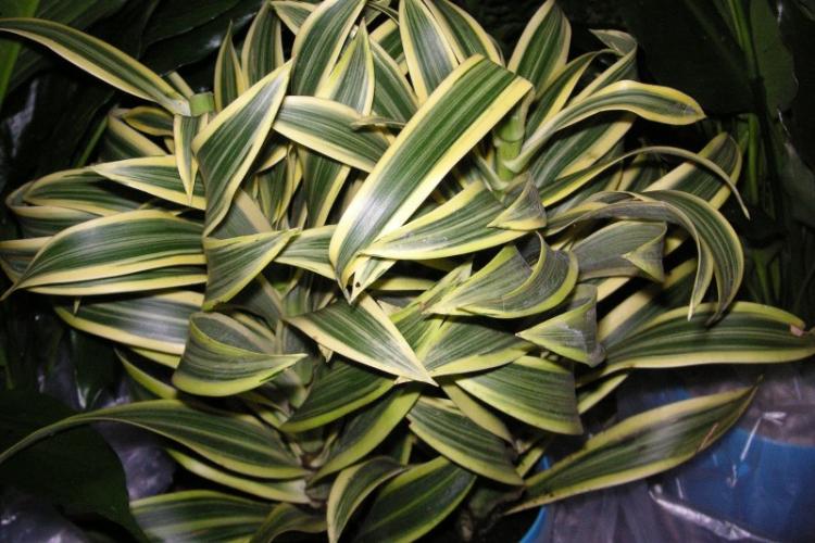 Dracaena - photo