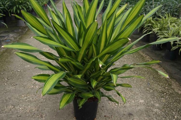 Dracaena - photo