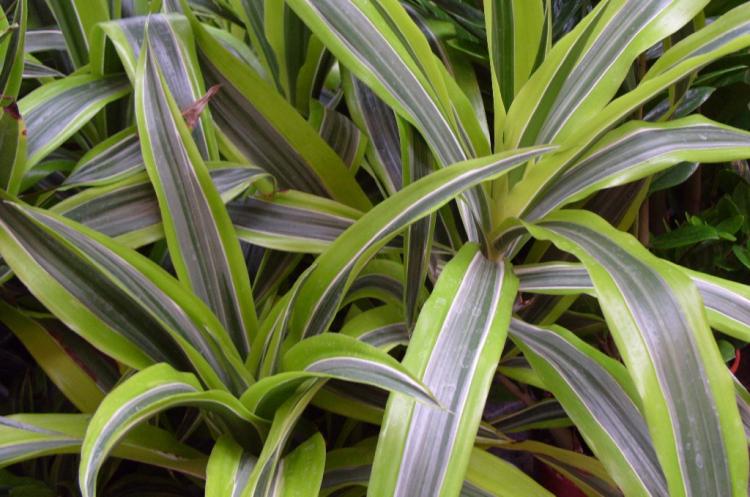 Dracaena - photo