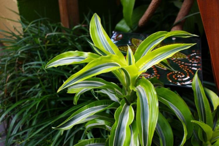 Dracaena - photo