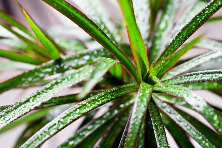 Arrosage - Soins pour dracaena marginata