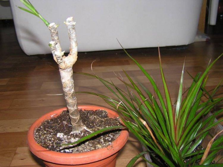 Transplantation et reproduction - Soins pour dracaena marginata
