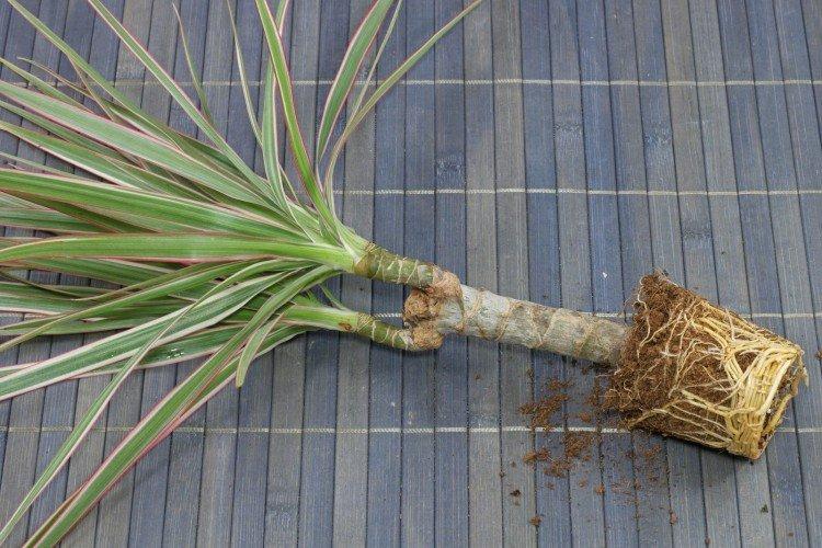 Transplantation et reproduction - Soins pour dracaena marginata