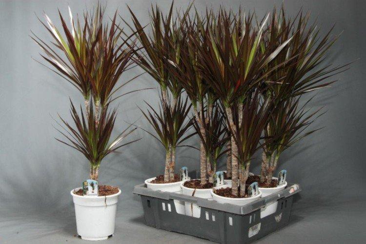 Dracaena marginata - photo