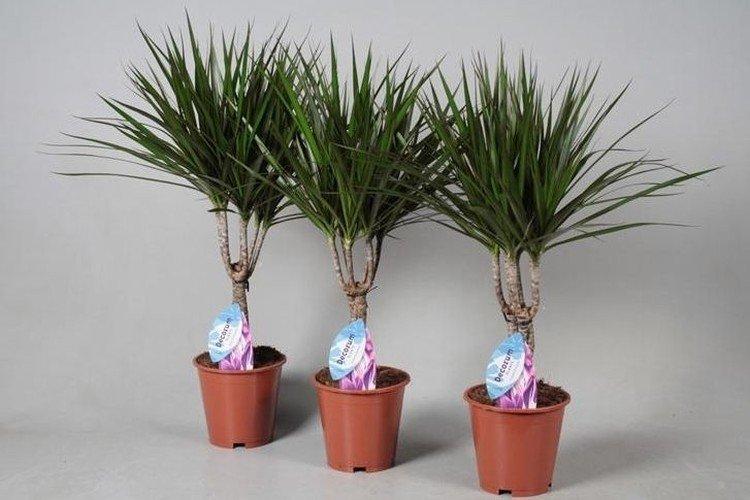 Dracaena marginata - photo