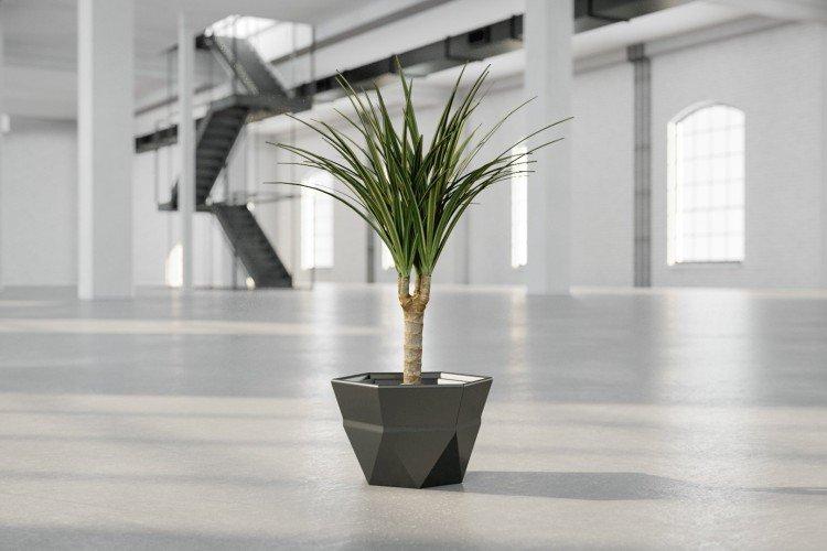 Dracaena marginata - photo