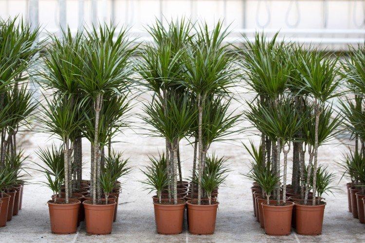 Dracaena marginata - photo