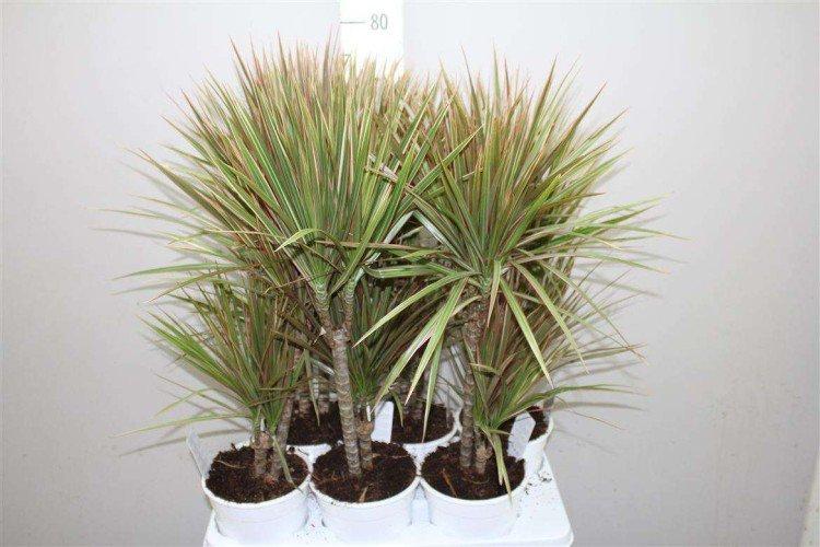 Dracaena marginata - photo