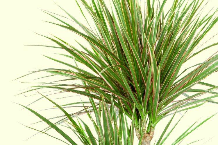 Dracaena marginata - photo