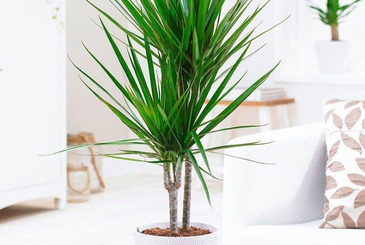 Dracaena marginata - photo