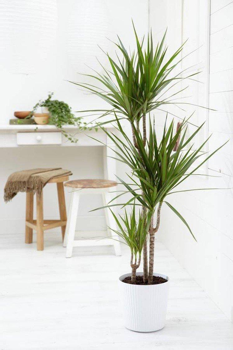 Dracaena marginata - photo