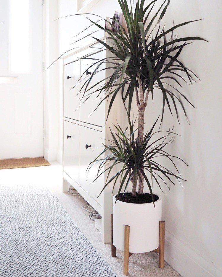 Dracaena marginata - photo