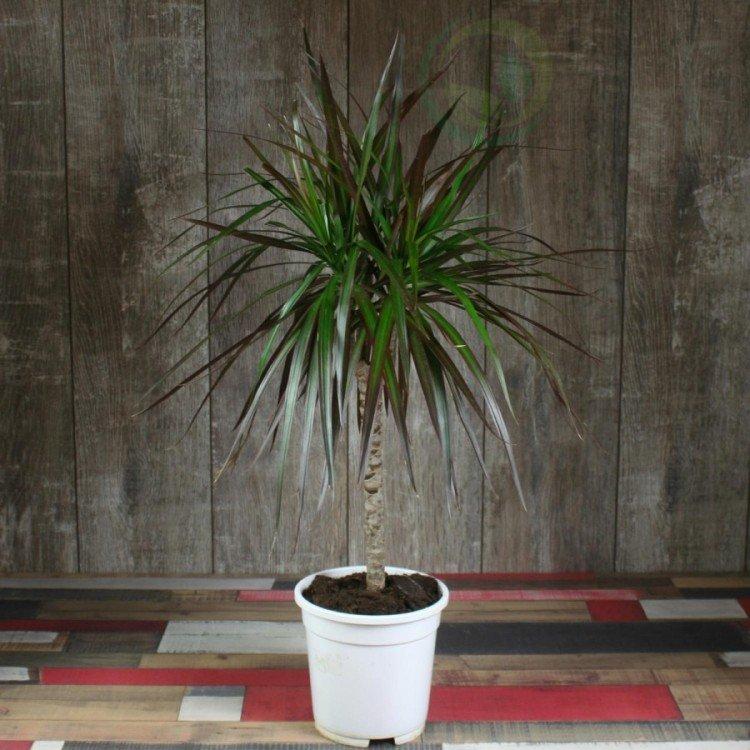 Dracaena marginata - photo