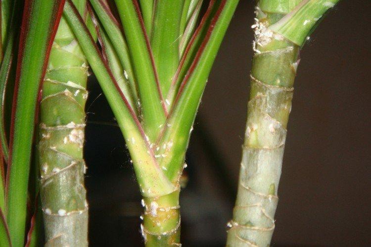 Ravageurs - Dracaena soins à domicile