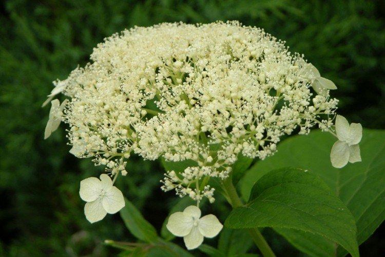 Arbre d'hortensia Maison Blanche