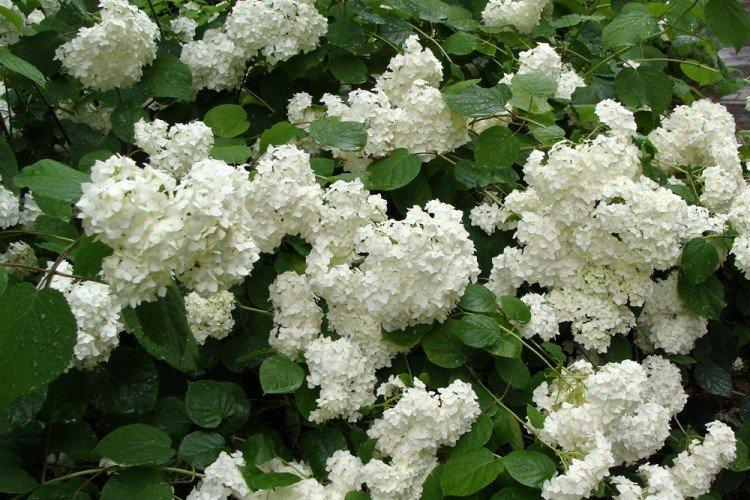 Hortensia arborescent Grandiflora