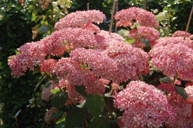 Arbre d'hortensia Rose Pinkushen