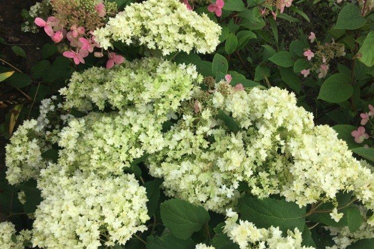 Arbre d'hortensia Hayes Starburst