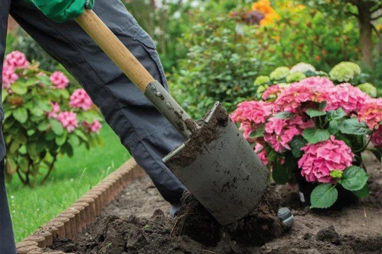 Transplantation et reproduction - Soin des hortensias arboricoles