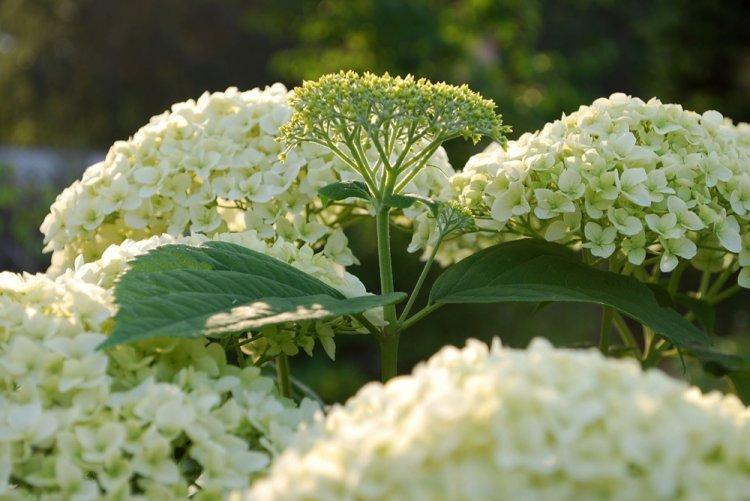 Hortensia d'arbre - photo