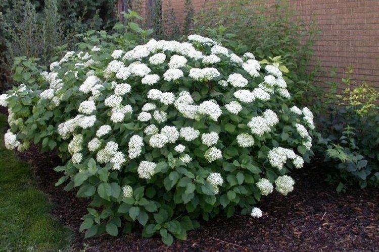 Hortensia d'arbre - photo