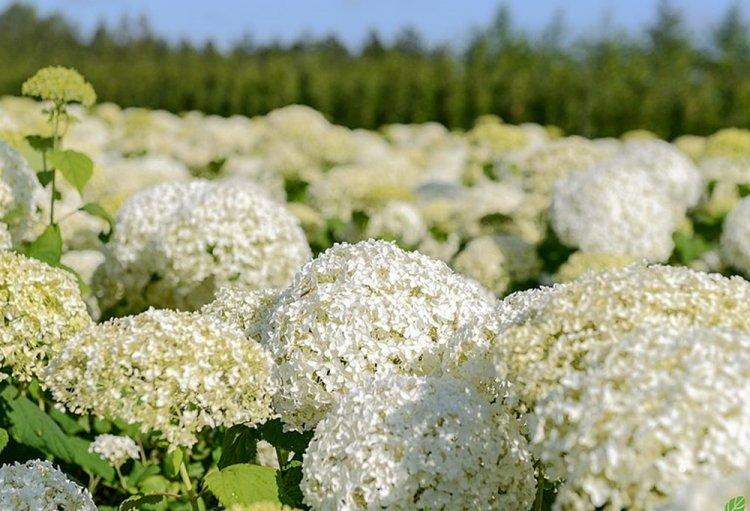 Hortensia d'arbre - photo