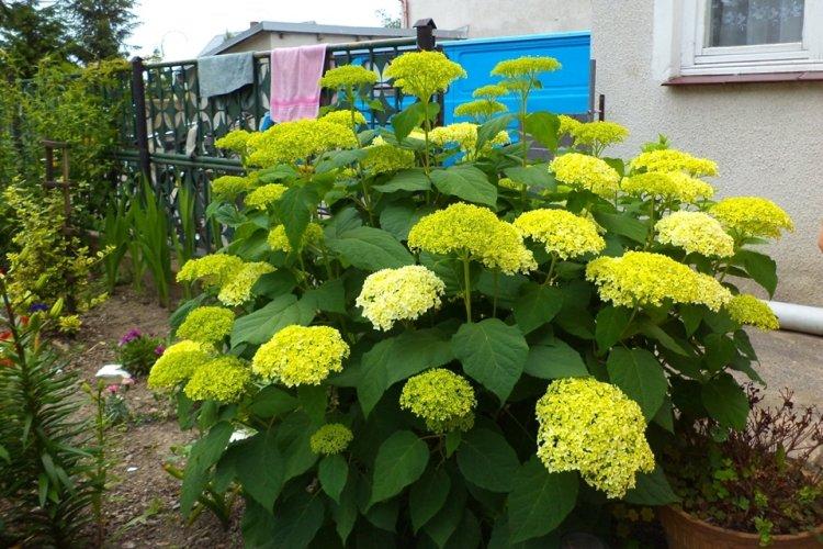 Hortensia d'arbre - photo