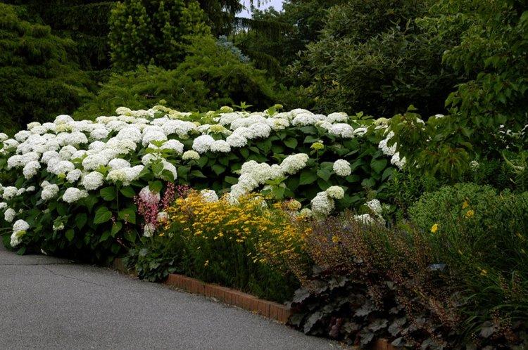 Hortensia d'arbre - photo