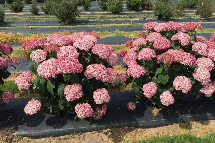 Hortensia d'arbre - photo