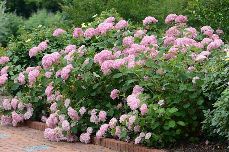 Hortensia d'arbre - photo