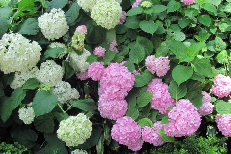 Hortensia d'arbre - photo