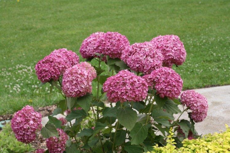 Hortensia d'arbre - photo