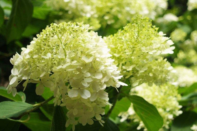 Hortensia d'arbre - photo