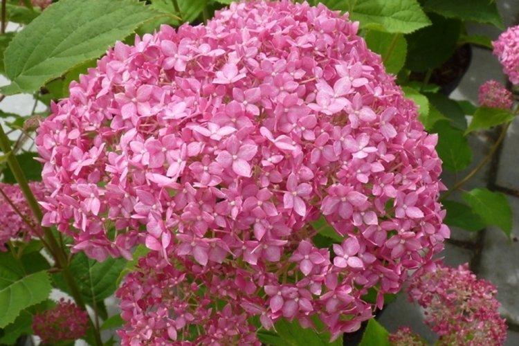 Hortensia d'arbre - photo