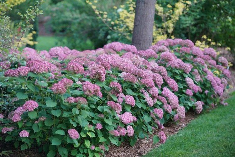 Hortensia d'arbre - photo