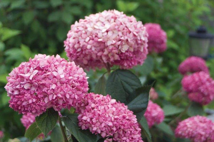 Hortensia d'arbre - photo