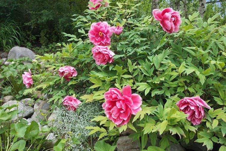 Informations générales - Pivoines arbustives