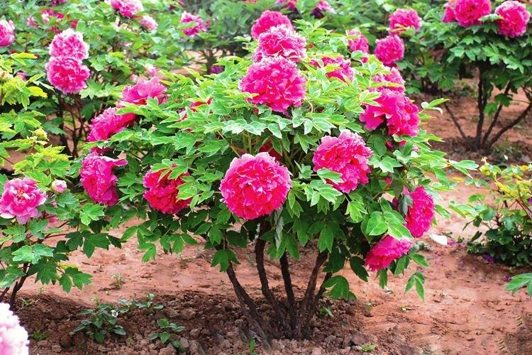 Température - Soins des pivoines arbustives