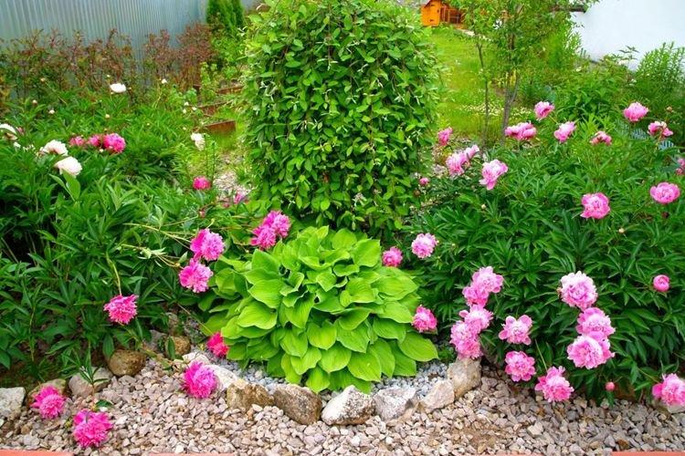 Transplantation et reproduction - Soin des pivoines arbustives