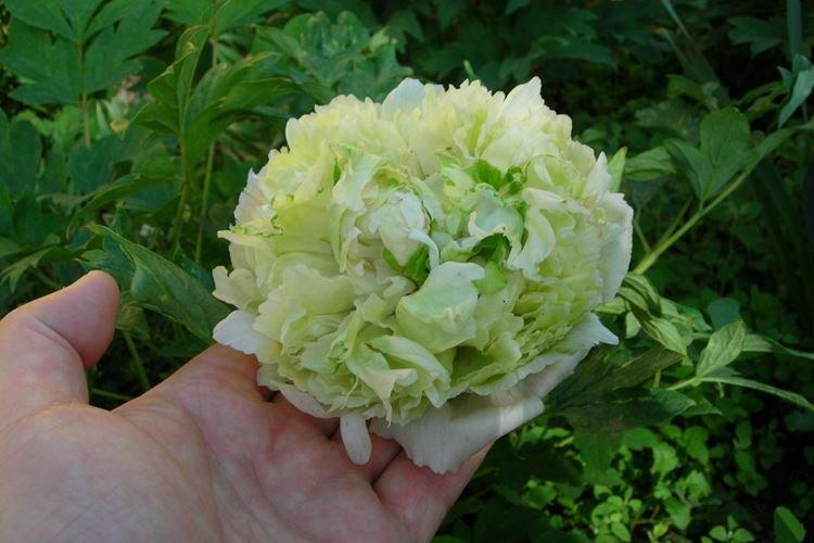 Élagage - Soins des pivoines arbustives