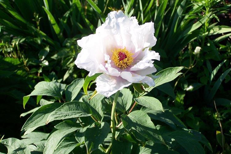 Pivoines arbustives - photo