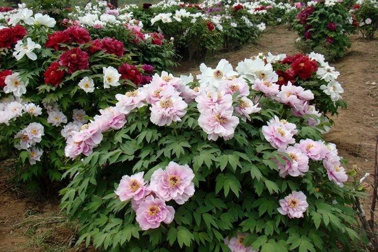 Pivoines arbustives - photo