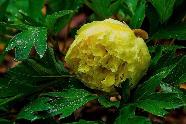 Pivoines arbustives - photo