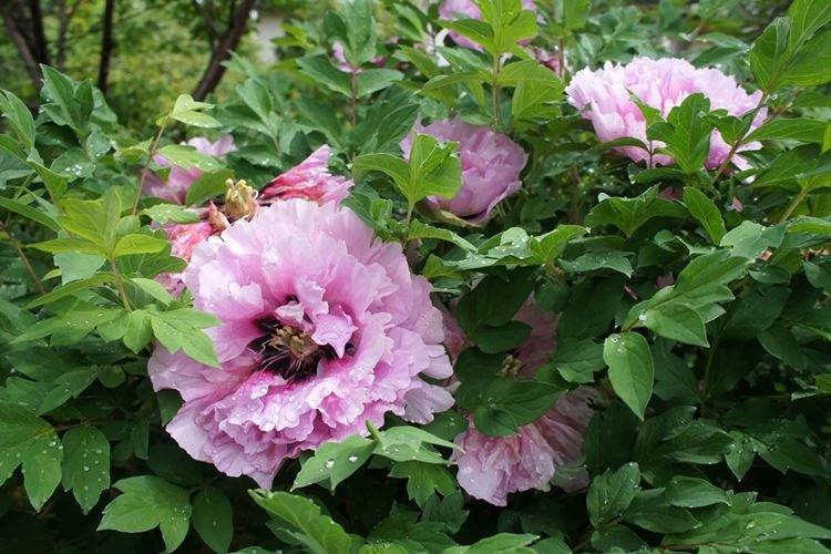 Pivoines arbustives - photo