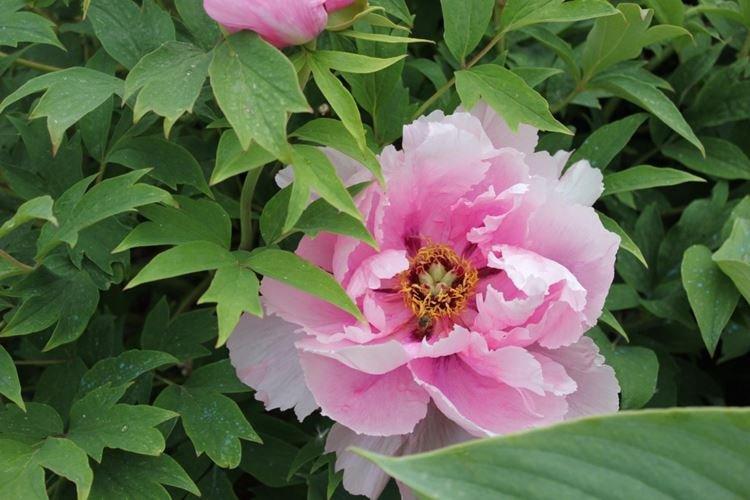 Pivoines arbustives - photo